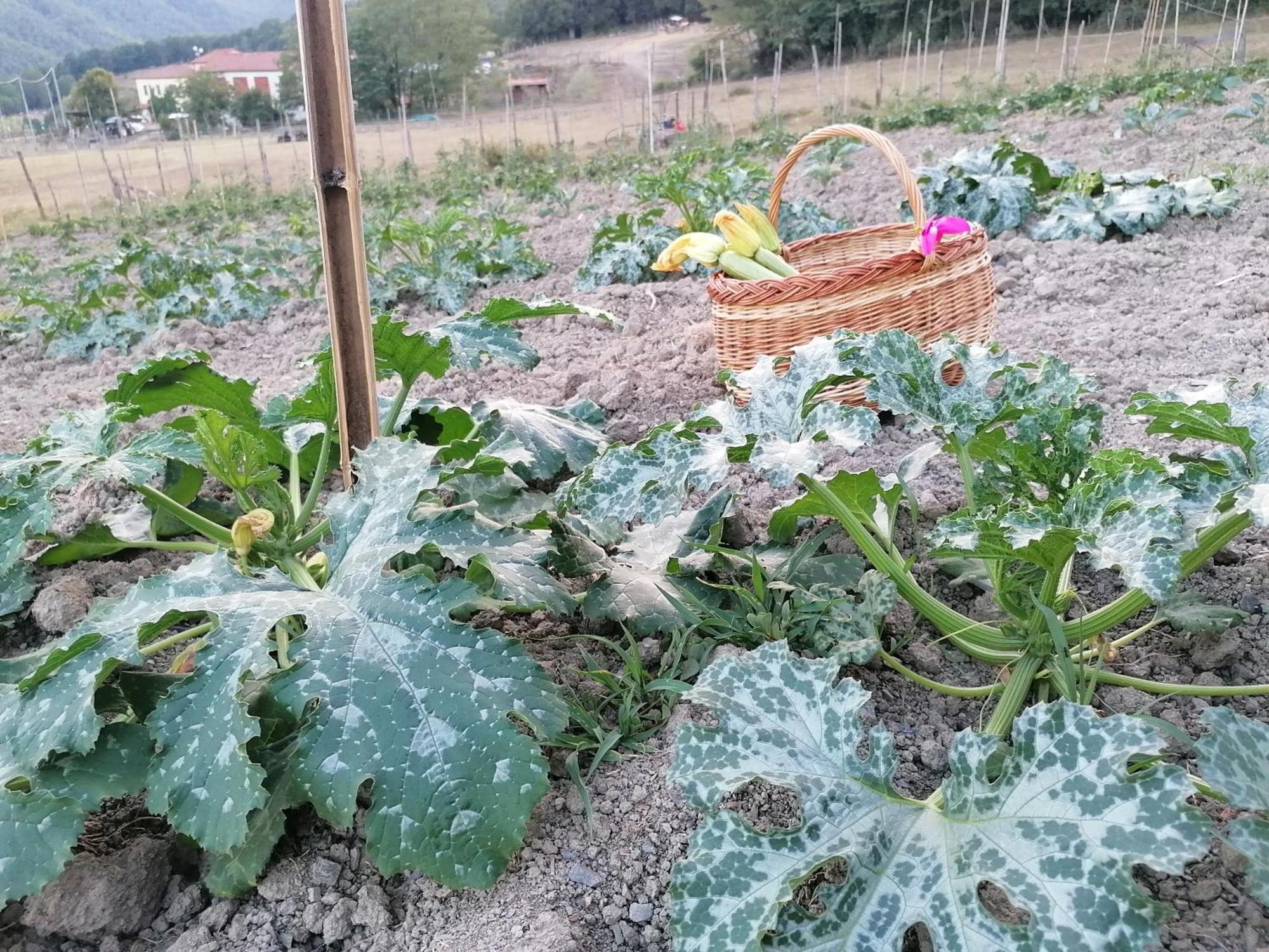 Agriturismo Dei Legi San Pietro Vara Buitenkant foto